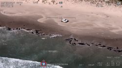 stranded whales australia tasmania euthanize thumb 1.jpg