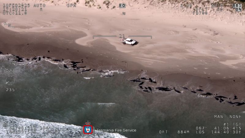 More than 150 whales beached in Australia