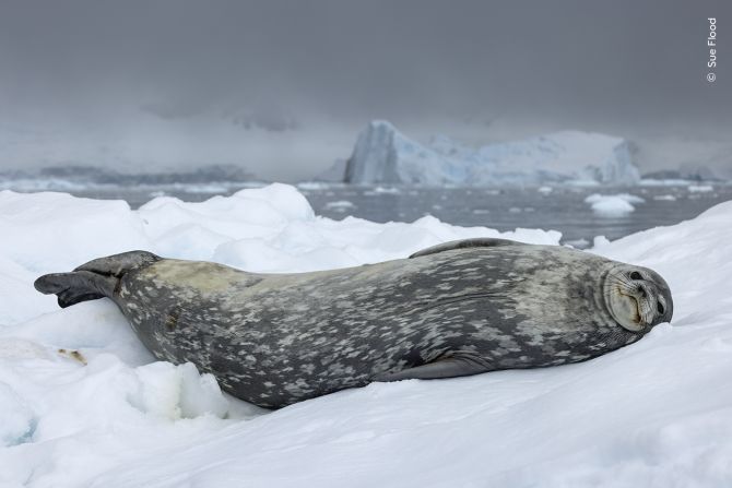 Sue Flood took this photograph of a Weddell seal resting on an ice floe in Antarctica.