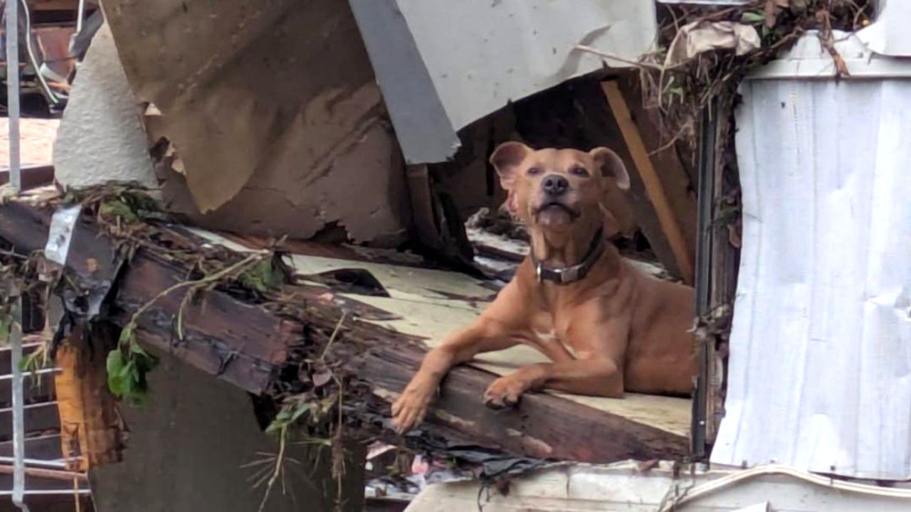 The dog now named Superman was found Sunday amid the debris of his home.