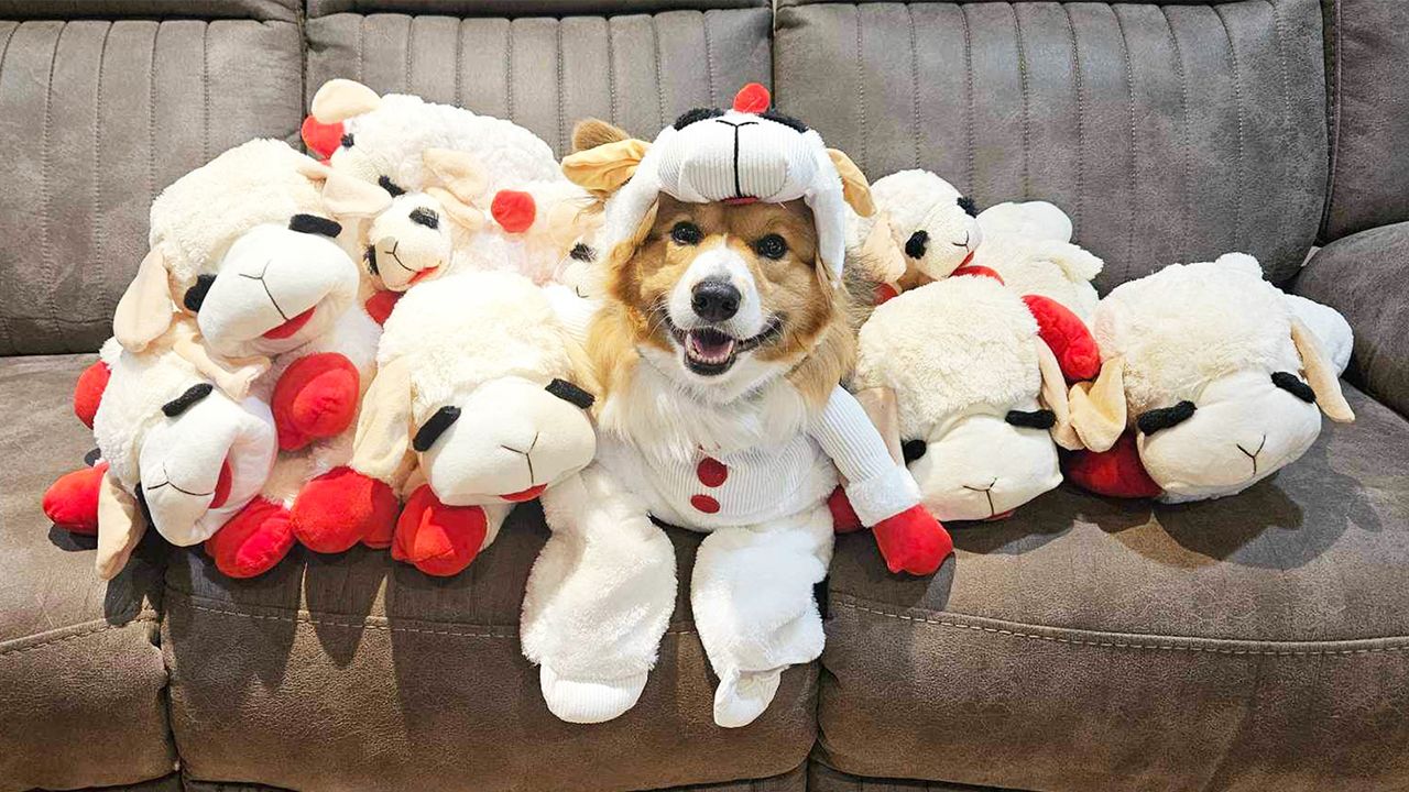 Lamb Chop Costume For Dog
 33 editor favorite pet Halloween costumes