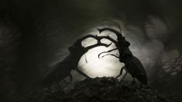 Una dramática fotografía de dos ciervos volantes enfrentándose por el derecho de apareamiento en un bosque ruso se alzó con el premio general del concurso Fotógrafo de Primer Plano del Año de 2025. Svetlana Ivanenko recorrió 700 kilómetros para capturar el momento, al que tituló "Furia de Titanes".