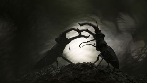Una dramática fotografía de dos ciervos volantes enfrentándose por el derecho de apareamiento en un bosque ruso se alzó con el premio general del concurso Fotógrafo de Primer Plano del Año de 2025. Svetlana Ivanenko recorrió 700 kilómetros para capturar el momento, al que tituló "Furia de Titanes".