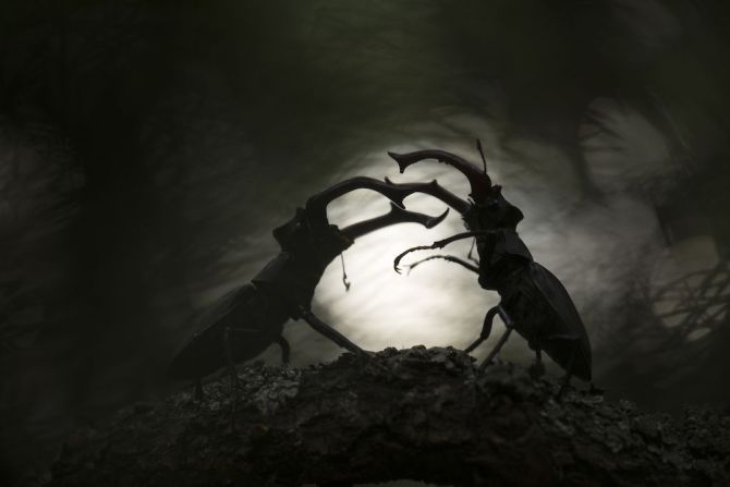 Una fotografía de dos ciervos volantes enfrentándose por el derecho de apareamiento en un bosque ruso se alzó con el premio general del concurso Fotógrafo de Primer Plano del Año de 2024. Svetlana Ivanenko recorrió 700 kilómetros para capturar el momento, al que tituló "Furia de Titanes".