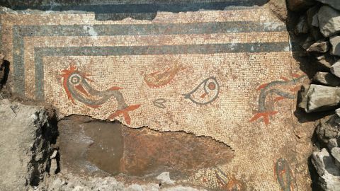 EMBARGOED 00.01 TUESDAY 13 AUGUST: Astonishing depictions of dolphins and fish in striking white, red, blue and yellow tiles surprised English Heritage and archaeologists at Wroxeter Roman City in Shropshire, as a remarkable 2000-year-old Roman mosaic was uncovered during excavation at the ancient city. The excavations, originally seeking a possible location for the city’s main Civic Temple, revealed a number of important discoveries including coins, pottery fragments, the mosaic and a possible shrine.