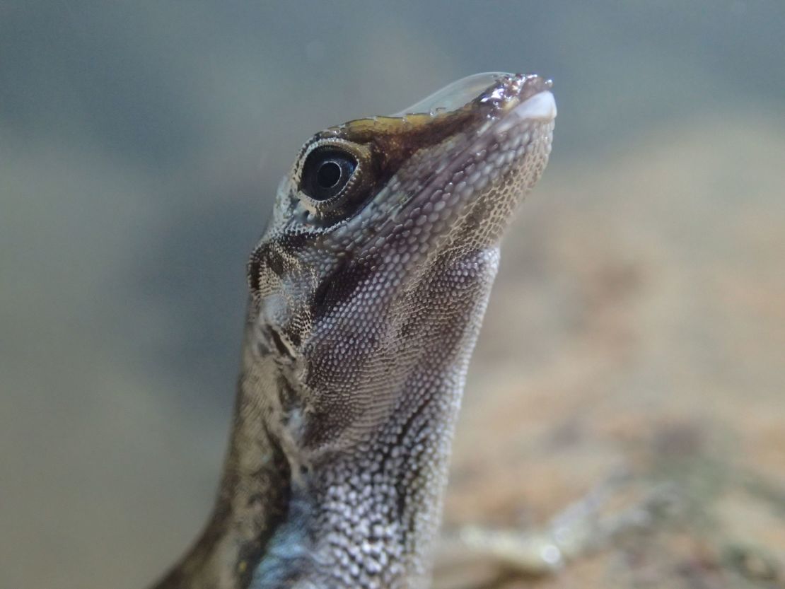 Using the air bubble helps the anole to stay underwater longer, and the technique may help the tiny lizard hide from predators, researchers say.