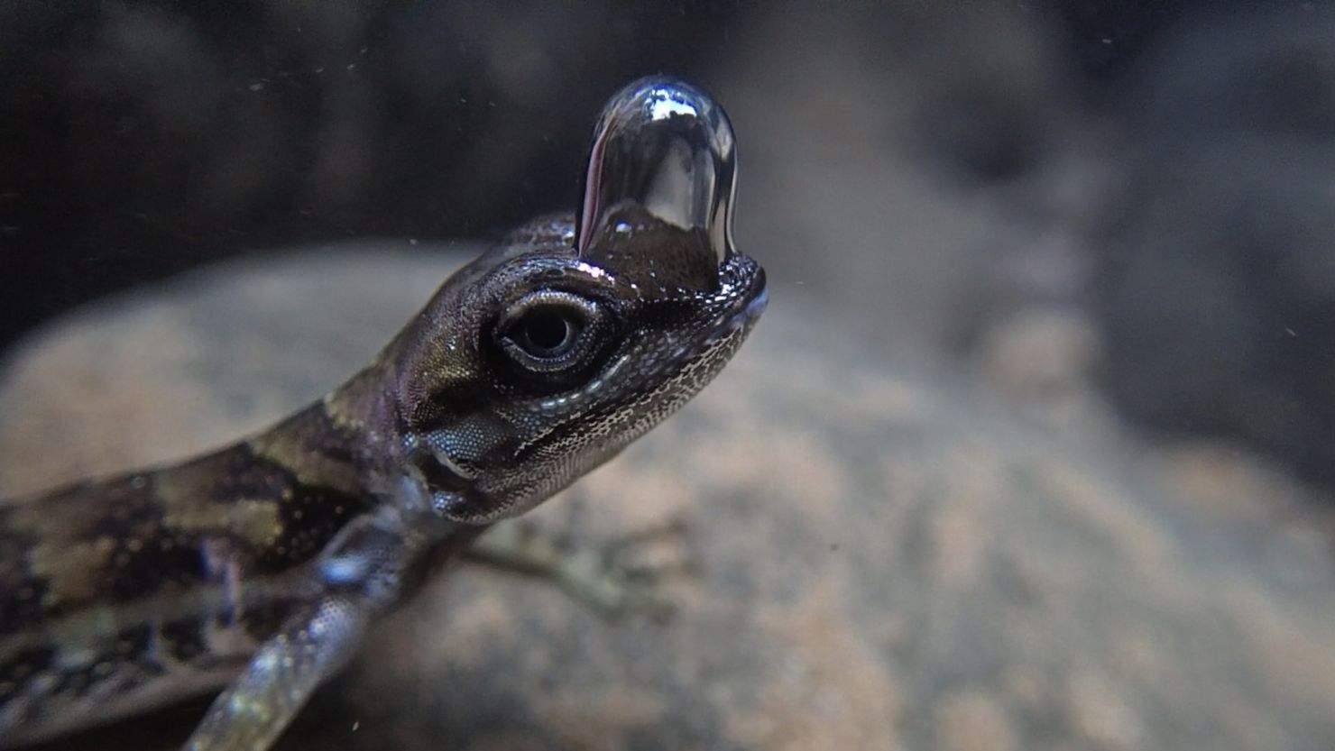 When submerged underwater, a diving anole lizard uses a small air bubble atop its head to breathe a reservoir of stored oxygen.