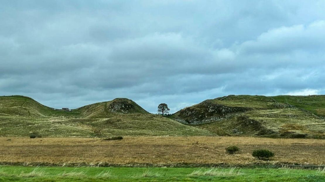 The sycamore tree, seen here in 2021, was a striking presence on the wild landscape around Hadrian's Wall.