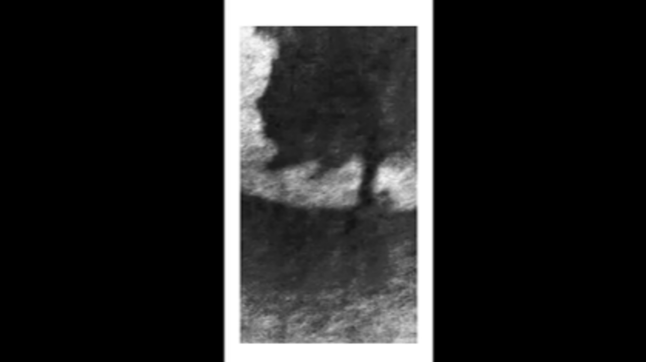 sycamore tree.PNG