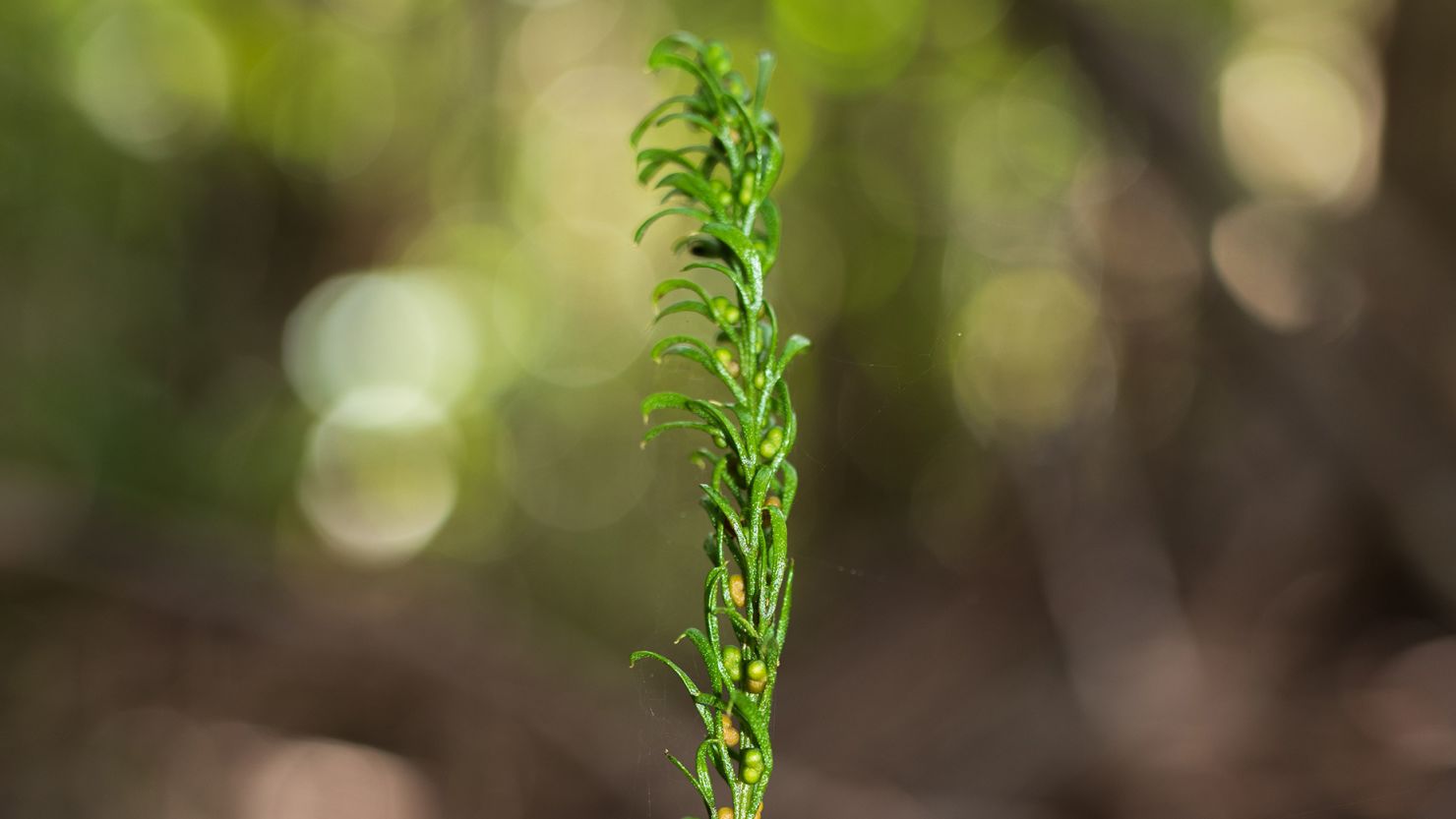 A New Caledonian fork fern called Tmesipteris oblanceolata has the largest known genome of any living organism.