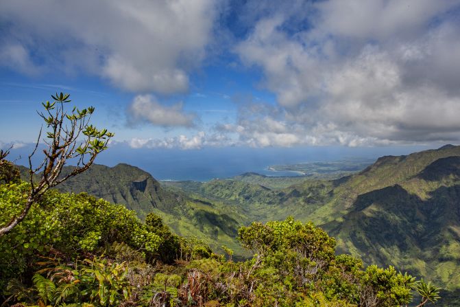 Mosquitoes are invasive to Hawaii and are thought to have come over in whaling vessels in the early 19th century, causing waves of extinction among native species. But since they like warmer tropical habitats, for years small populations of honeycreepers found refuge in the cooler mountains of islands such as Maui and Kauai (pictured). But climate change has allowed mosquitoes to creep up to higher elevations.