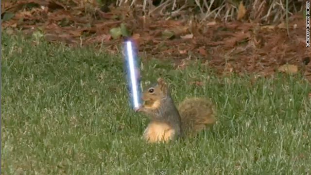 Squirrel With Lightsaber Fight