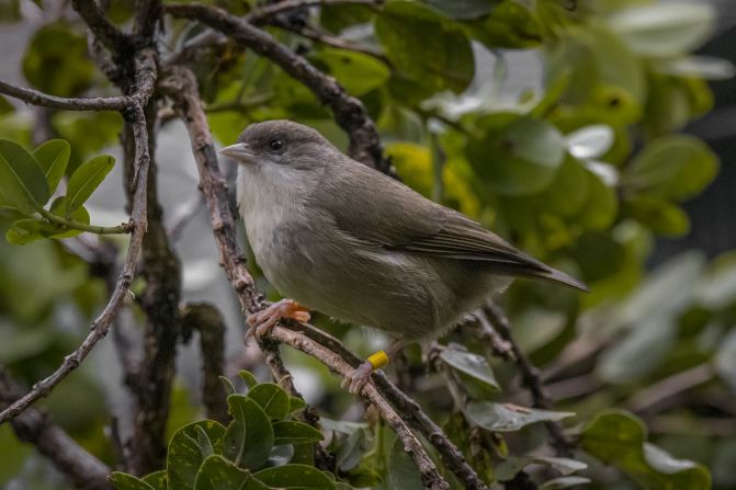 This could be a lifeline for remaining honeycreeper species and prevent them following the route of the ‘akikiki (pictured), which was declared functionally extinct in the wild last year.