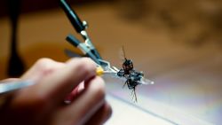 Robot insect made by students at MIT. July 2025
