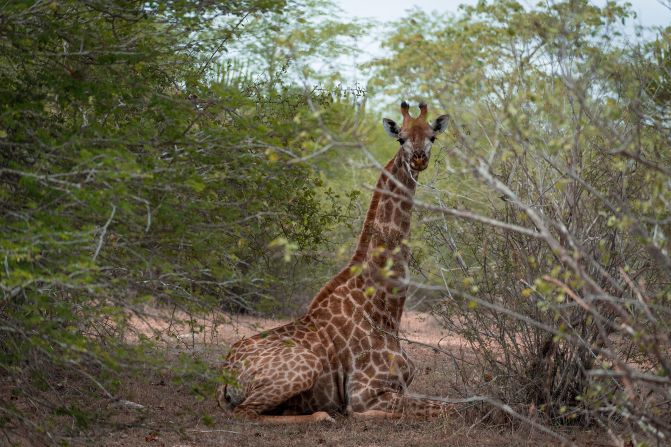 <strong>Untouched national parks:</strong> Years of conflict meant Angola's national parks have not been as protected as elsewhere in Africa until now. But with safari tourism still emerging, it means animal encounters are something you'll get to experience without crowds.