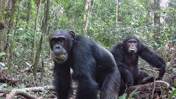 The chimpanzees ate around 4.5 kilograms of fruit a day.