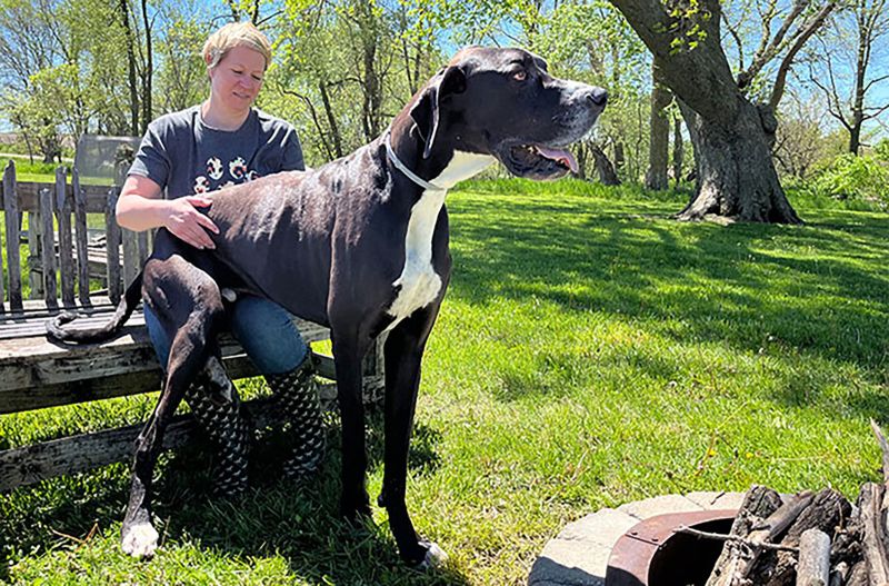 Kevin, World’s Tallest Male Dog, Dies Shortly After Securing Record | CNN