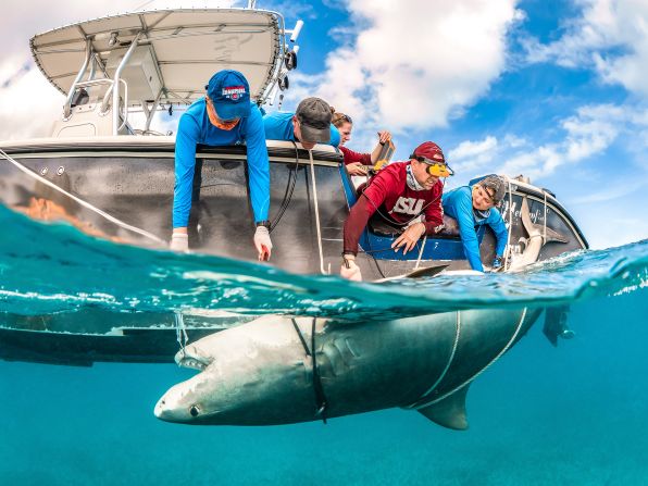 Tanya Houppermans captured this photo of scientists performing an ultrasound on a female tiger shark off the coast of Grand Bahama, which is a finalist in the human connection category.