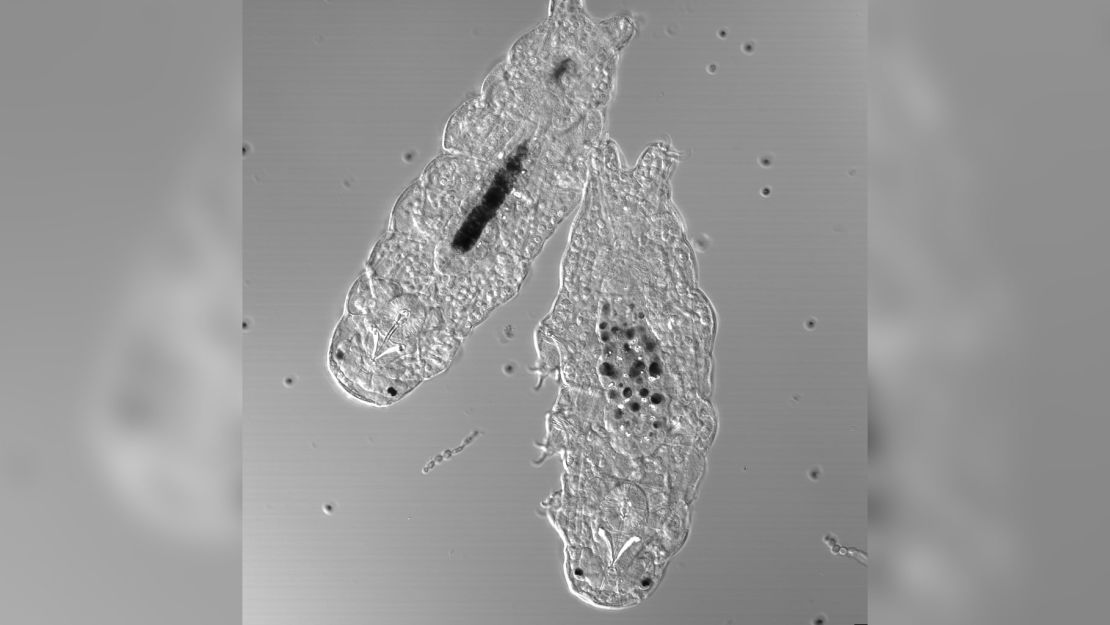 The microscopic invertebrates live in habitats as diverse as Antarctica, deep-sea vents, mountain peaks and tropical rainforests. Two active water bears are shown.