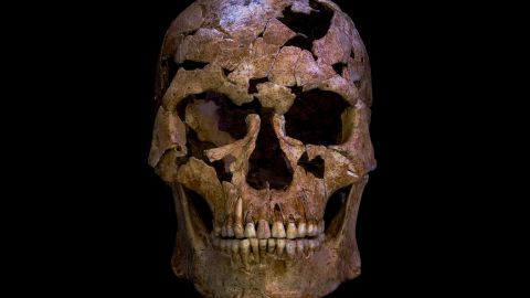 Skull of the man from Thung Binh 1 cave, after reconstruction.