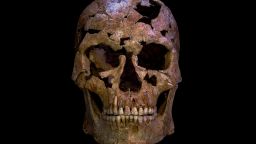 Skull of the man from Thung Binh 1 cave, after reconstruction.