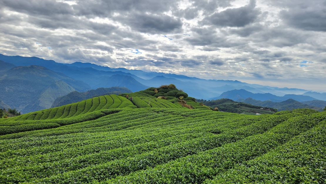 Taiwan's tea culture is an important part of its tourism industry.