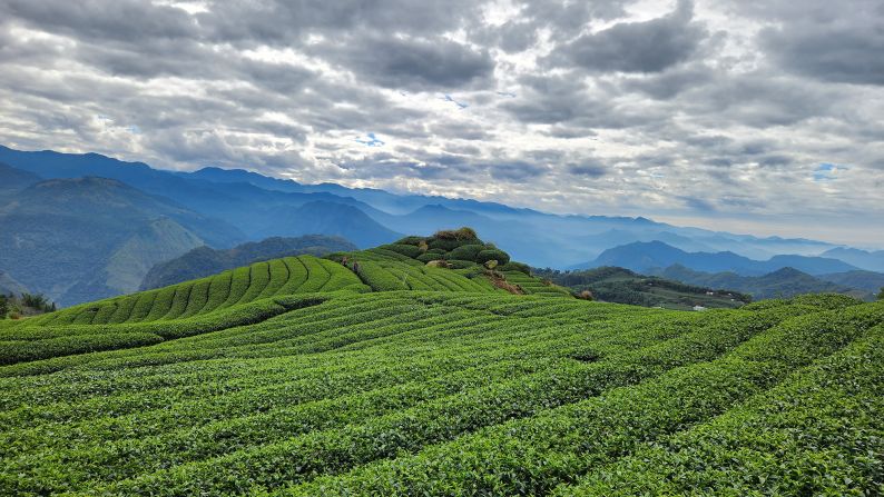 <strong>Traveling for tea: </strong>Hsinchu, Hualien, Nantou and Alishan (pictured) are some of Taiwan's most scenic tea production regions, says Clint Liang, a Topology Travel tour guide.