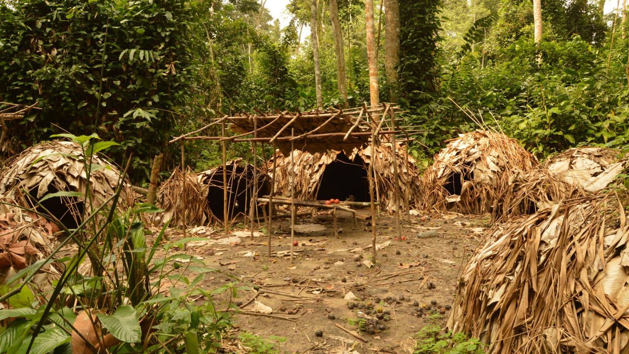 A temporary camp used by the Mbendjele people, a group who practice a hunter-gatherer lifestyle.