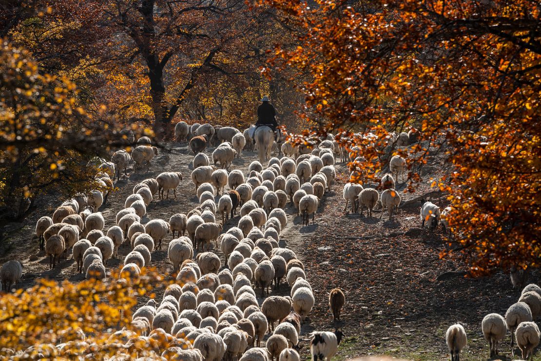 Azerbaijan carpets are primarily made from sheep's wool.