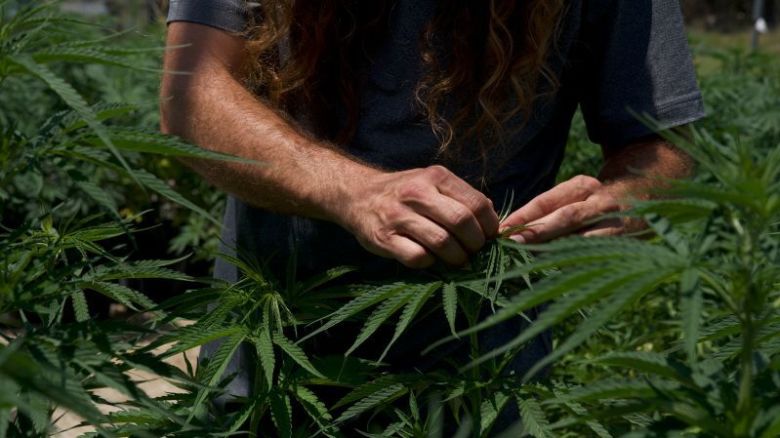 Un proyecto de ley bipartidista espera la firma del gobernador Greg Abbott para prohibir la venta y posesión de consumibles con THC.