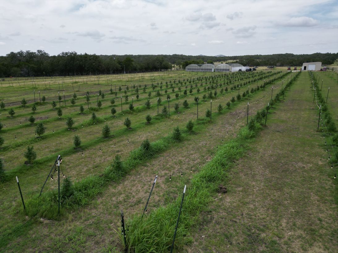 Hometown Hero farm in Texas' hill country, west of Austin.