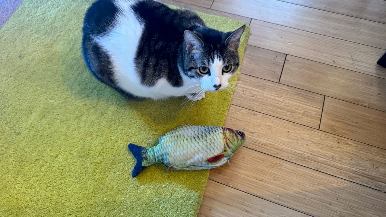 Cat next to The Floppy Fish cat toy