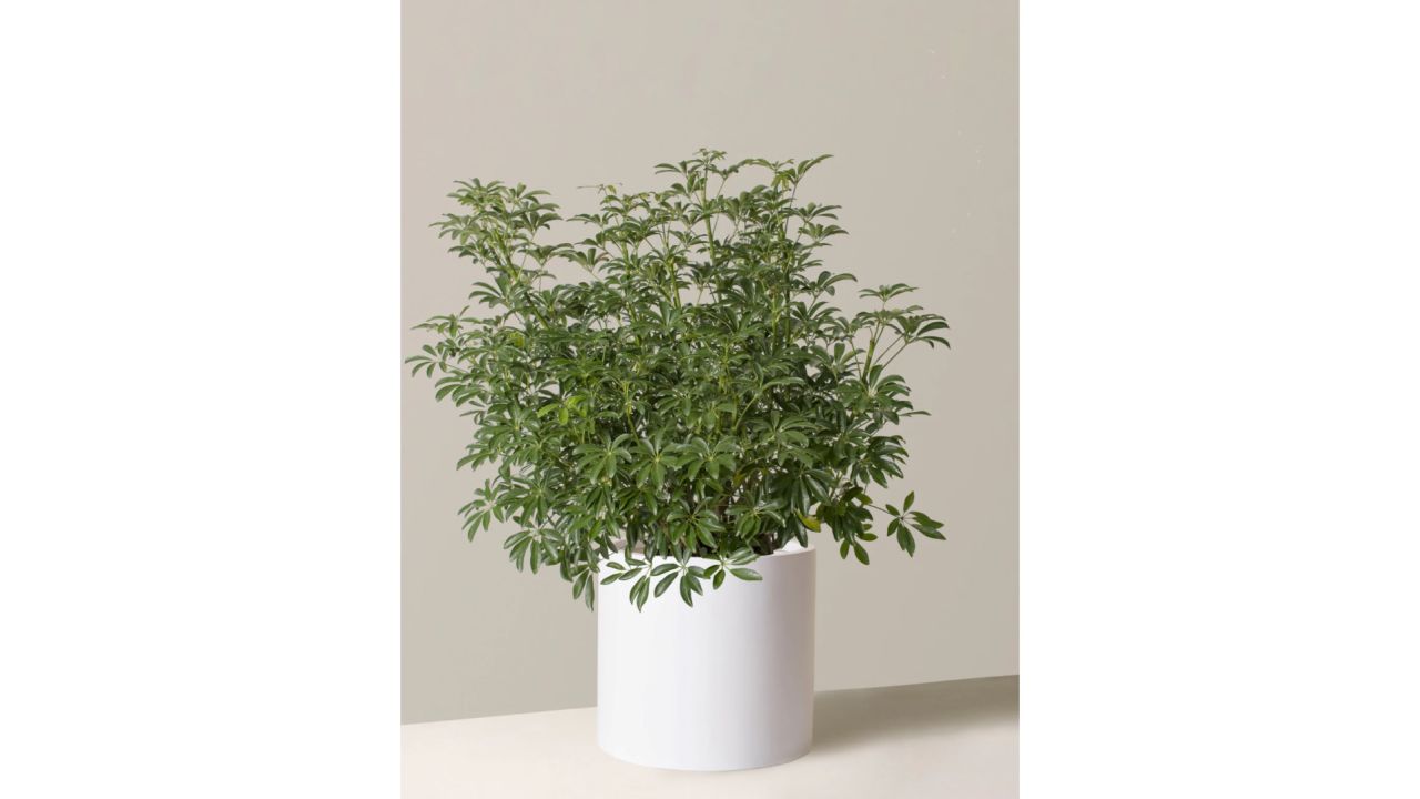 The Sill Large Schefflera Arboricola product card CNNU.jpg