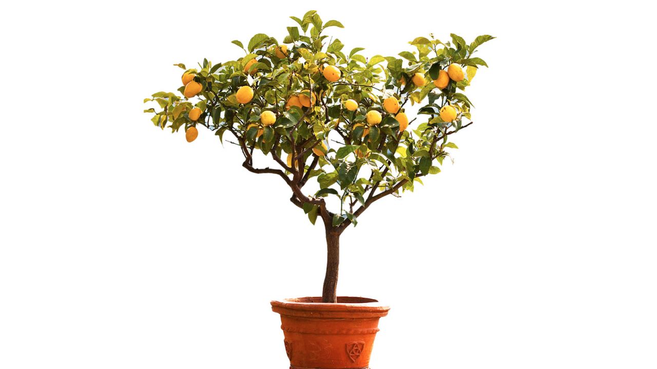 the-still-meyer-lemon-tree.jpg