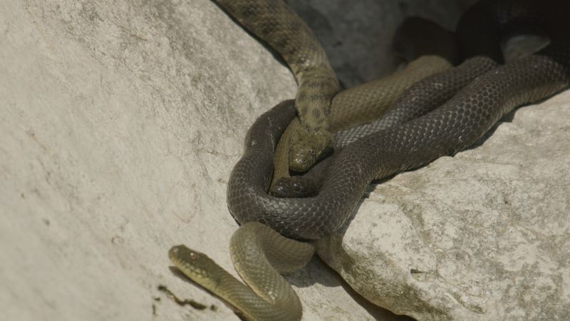 Тези змии не само симулират собствената си смърт, те използват кървави специални ефекти, за да го направят