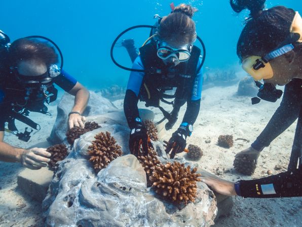 Since 2017 the island has run a conservation program geared at restoring the surrounding coral reef. A partnership with the Tanzania Marine Parks and Reserves Unit aims to restore one hectare of coral reef over the next five years.