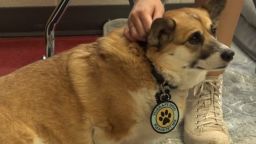 Therapy dogs help students