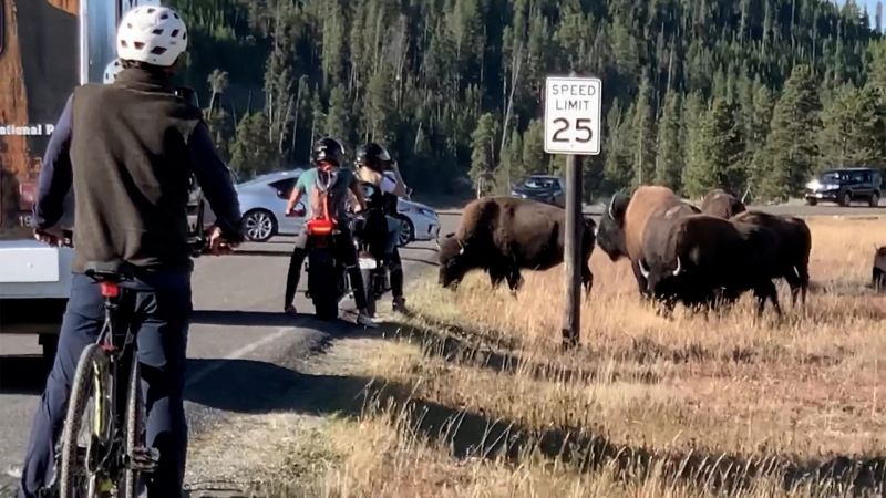 Yellowstone tourists often get too close to the bison. It doesn’t end well