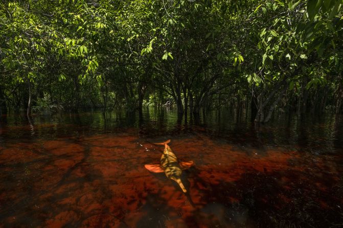 Thomas Peschak captured this image of an Amazon river dolphin on a trip in Brazil and Colombia.