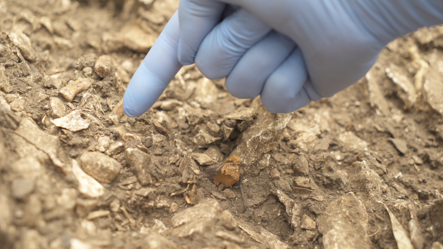 The remains of a Neanderthal, nicknamed Thorin, were discovered in Grotte Mandrin, a rock shelter in southern France's Rhône Valley.