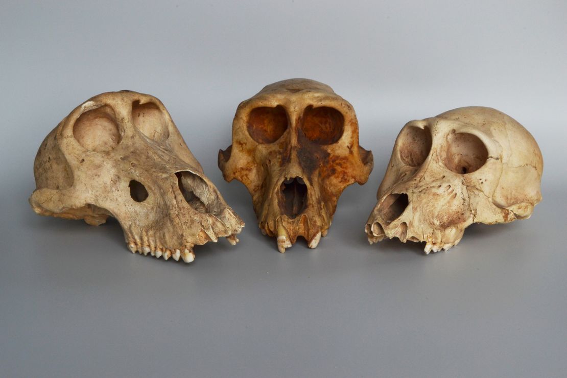 The baboons' skeletal remains revealed signs of deformities, undeveloped teeth, osteoarthritis and other pathologies resulting from deprivation and disease.