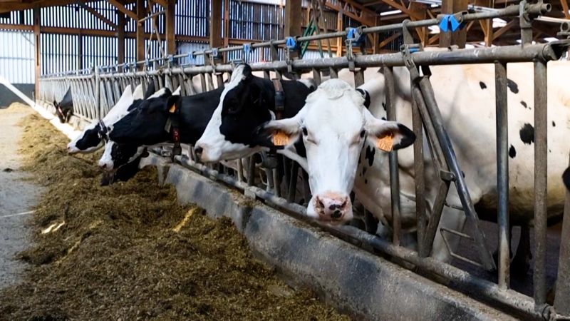 See farmers provide acupuncture treatment to their cows in France