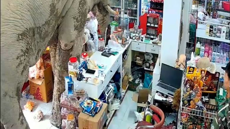 thumb elefante.jpg
