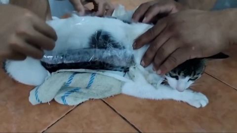 thumb gato.jpg