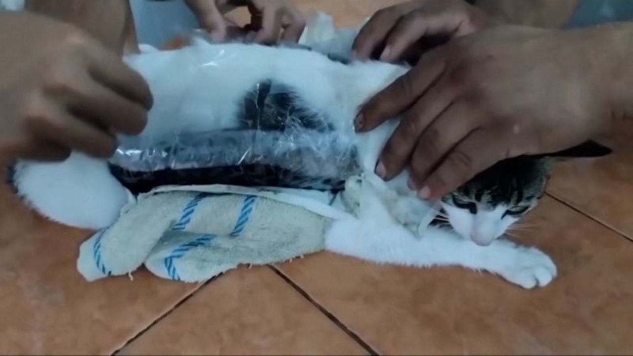 thumb gato.jpg