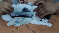 thumb gato.jpg