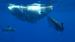 thumb-one-tiburones.png