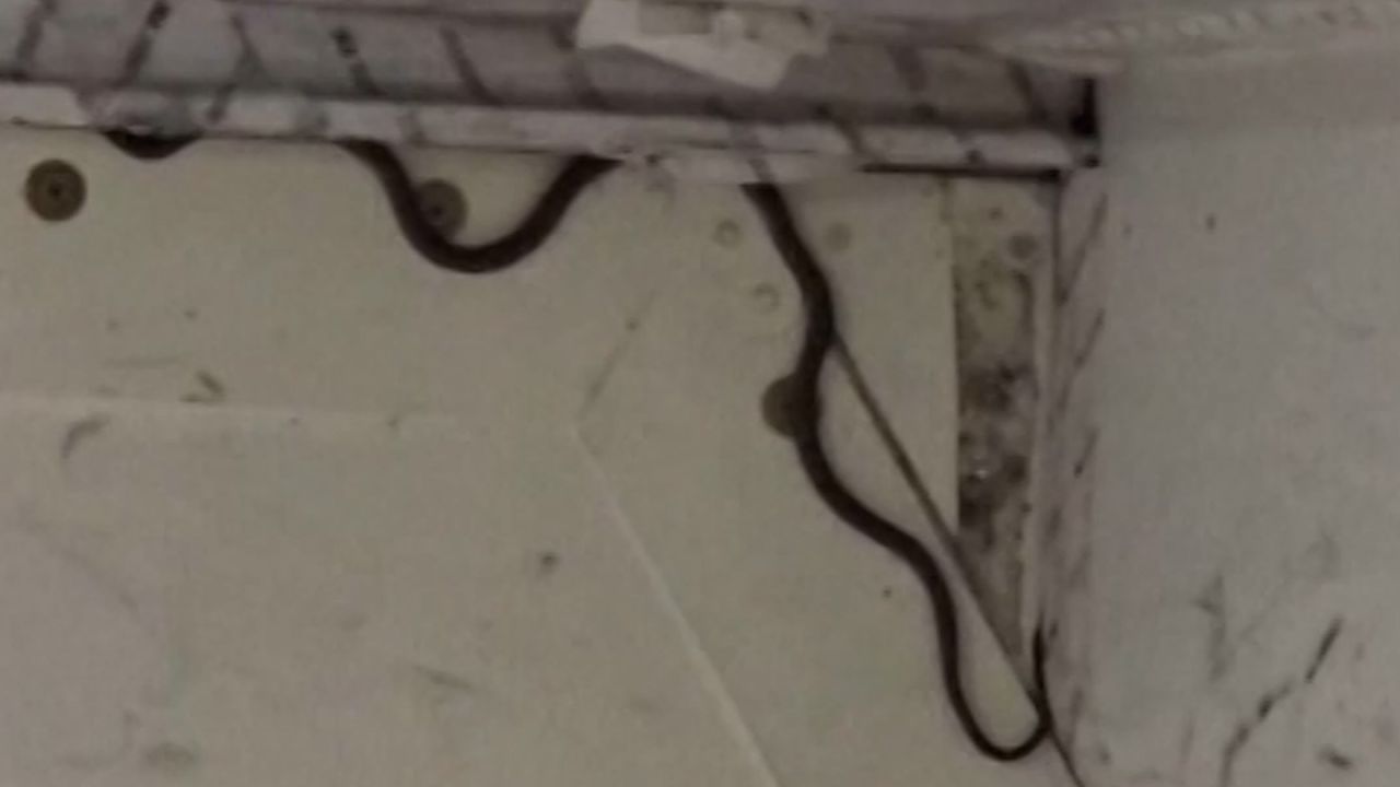 thumb serpiente.jpg