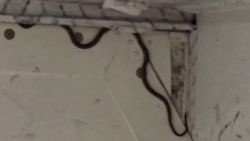 thumb serpiente.jpg