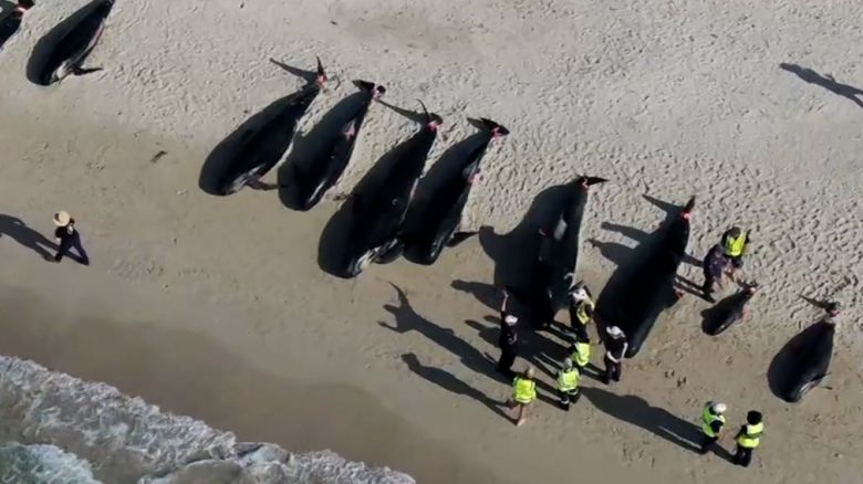 thumb whales beached aus 1 .jpg